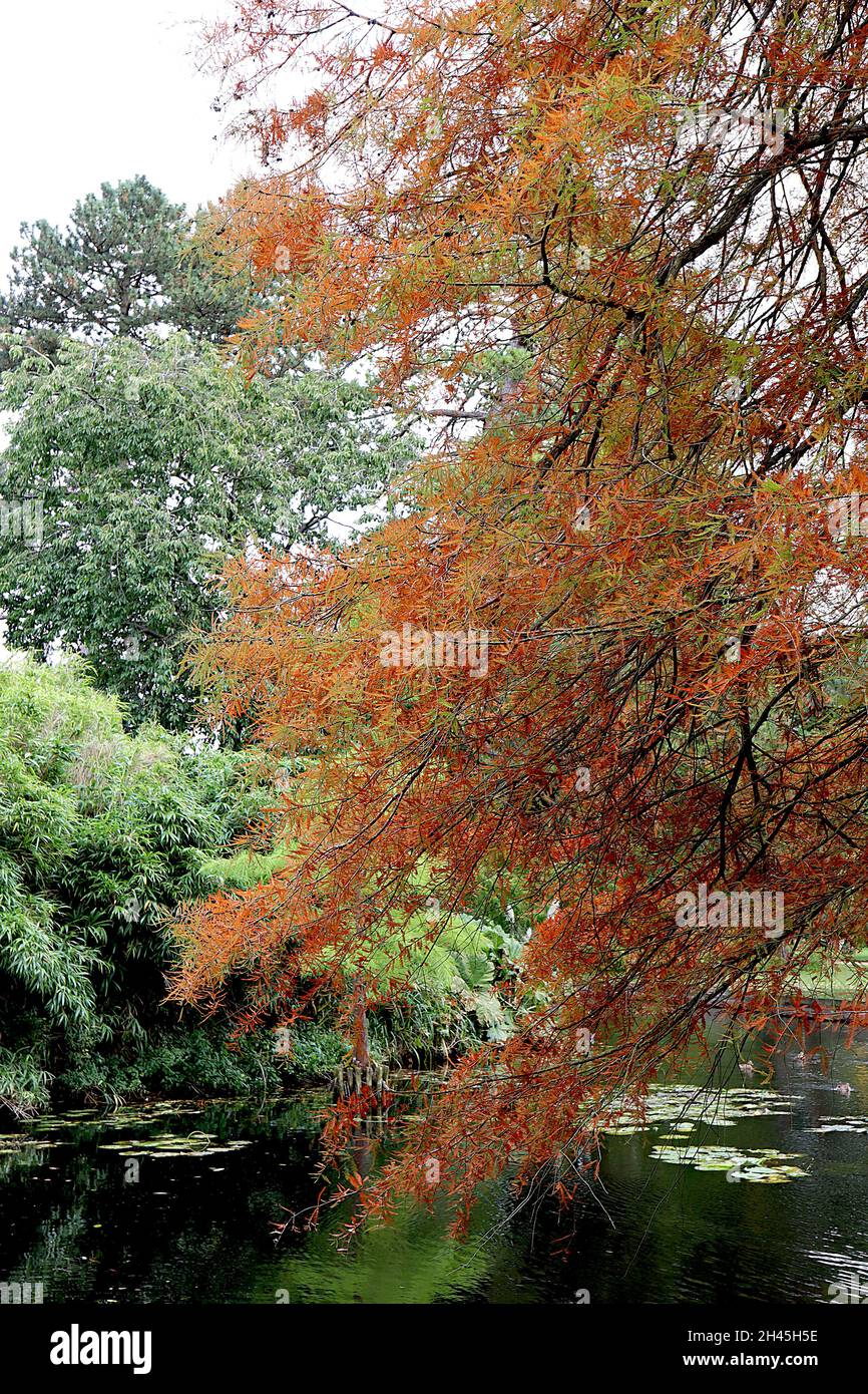 Taxodium distichum swamp cypress - mid green and orange feathery foliage on dark brown pendulous branches,  October, England, UK Stock Photo