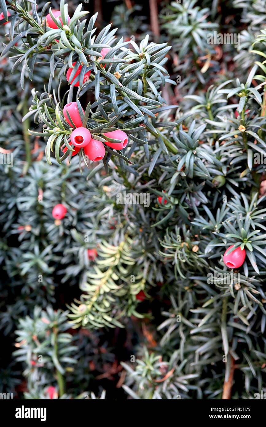 Taxus baccata common yew – red pink berry-like arils and needle-like spirally arranged dark green leaves,  October, England, UK Stock Photo