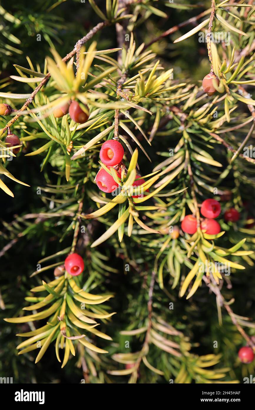 Taxus baccata ‘Fastigiata Aureomarginata’ Irish yew – red pink berry-like arils and whorls of very small linear mid green leaves with yellow margins, Stock Photo