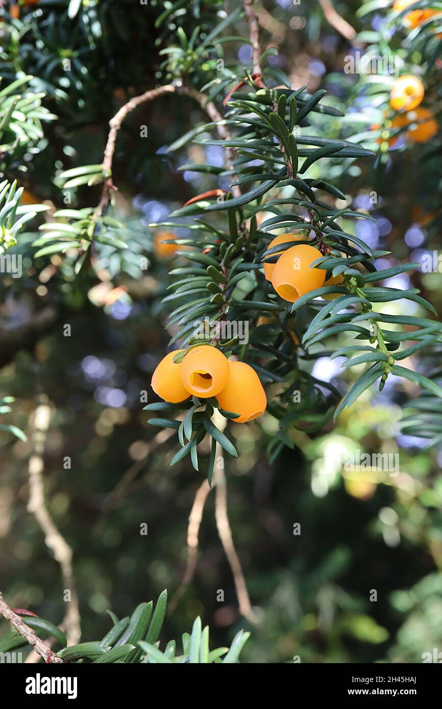 Taxus baccata ‘Lutea’ yew Lutea – pale orange berry-like arils and needle-like spirally arranged dark green leaves,  October, England, UK Stock Photo