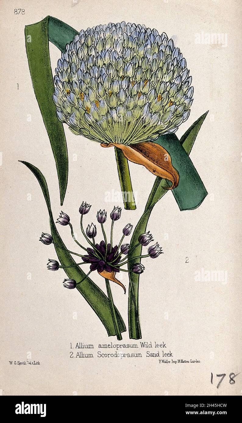 A leek (Allium ampeloprasum) and sandleek (Allium scorodoprasum): flowerheads. Coloured lithograph by W. G. Smith, c. 1863, after himself. Stock Photo