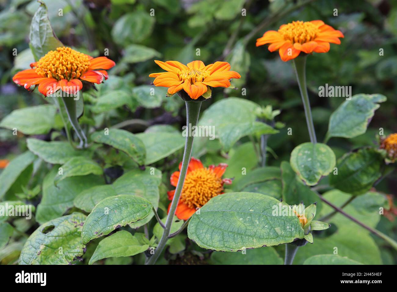 Tithonia rotundifolia ‘Torch’ Mexican sunflower Torch – bright orange daisy-like flowers and mid green broad ovate and deeply lobed leaves,  October, Stock Photo