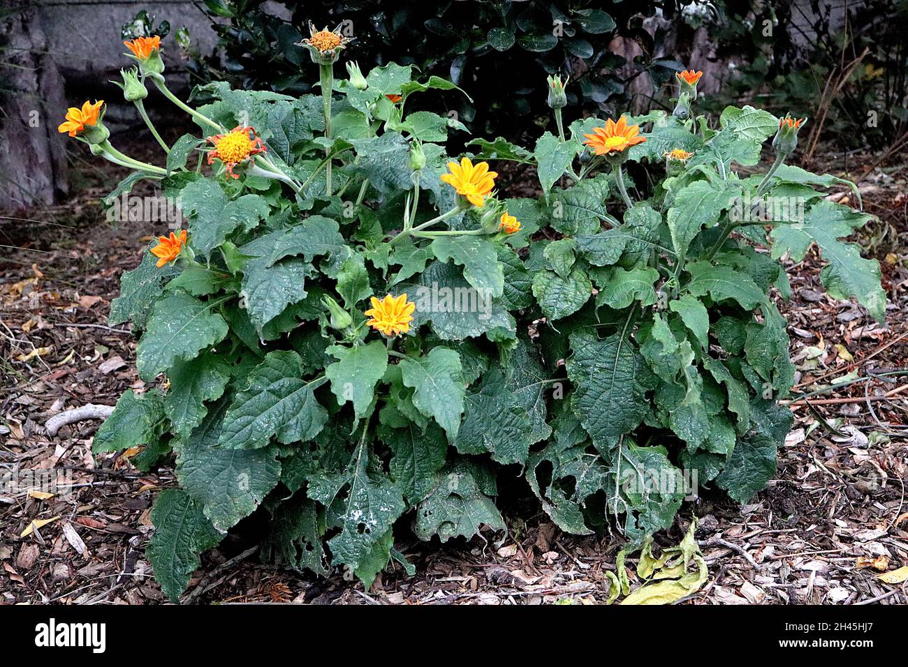 Tithonia rotundifolia ‘Fiesta del Sol’ dwarf Mexican sunflower Fiesta del Sol – bright orange daisy-like flowers and mid green broad ovate leaves Stock Photo