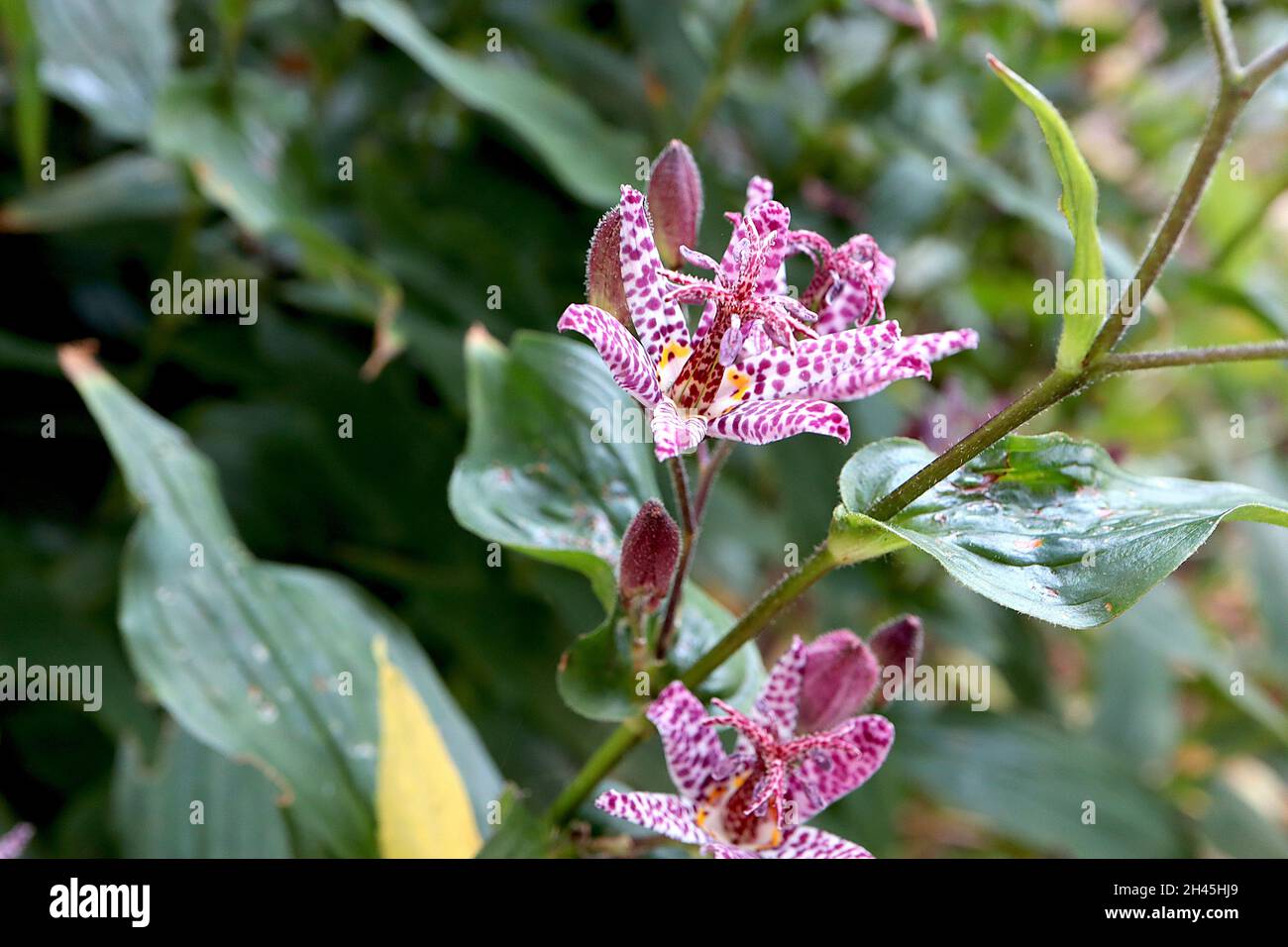 Tricyrtis formosana ‘Dark Beauty ‘ toad lily Dark Beauty – white orchid-like flowers with irregular purple spots and broad lance-shaped leaves Stock Photo