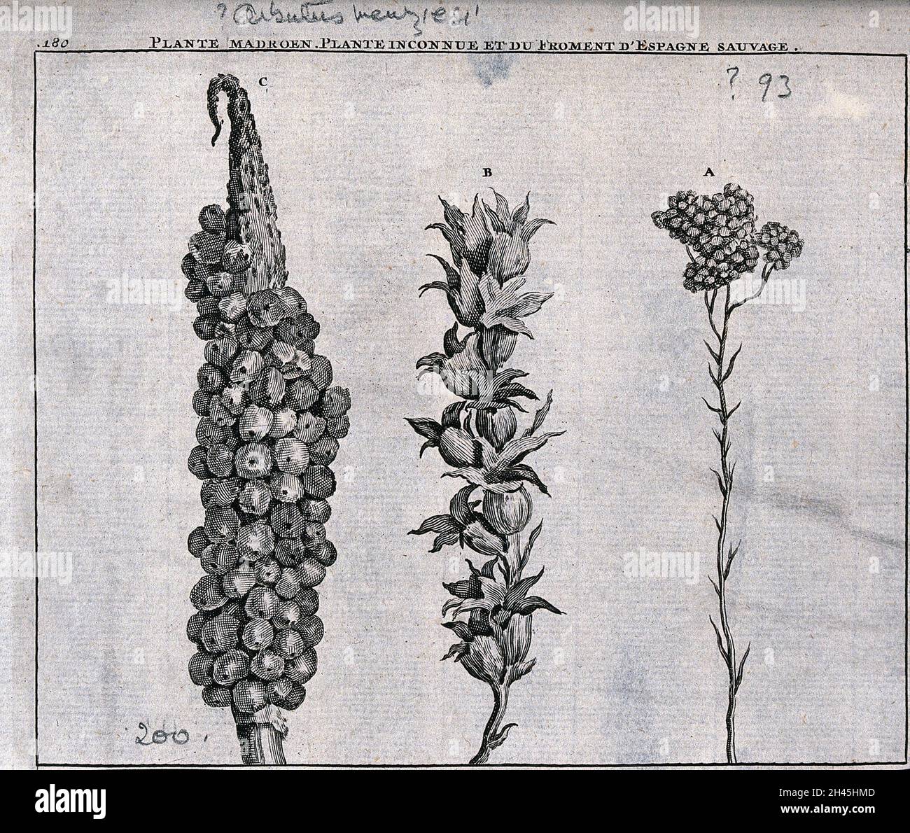 Madroen plant (?Arbutus menziesii), unknown plant and wild spanish wheat: fruiting heads. Line engraving by M. Pool after C. de Bruins, 1705. Stock Photo