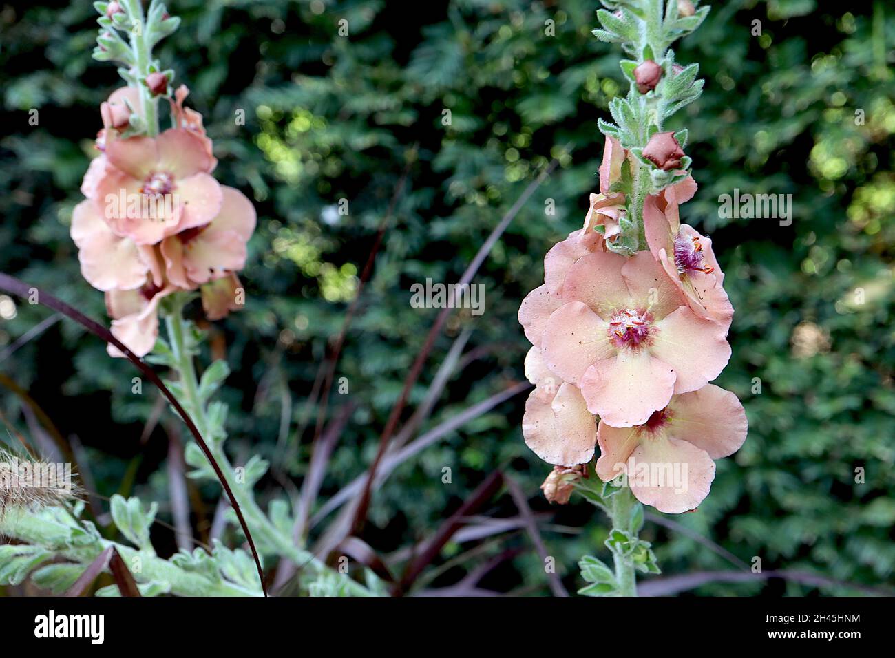 Verbascum ‘Jackie’ mullein Jackie – loose flower spikes of apricot peach bowl-shaped flowers with fluffy purple stamens, October, England, UK Stock Photo