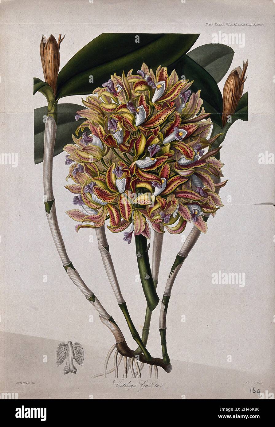 An orchid (Cattleya guttata): flowers, leafy stem and petal. Coloured etching by G. Barclay, c. 1842, after Miss Drake. Stock Photo