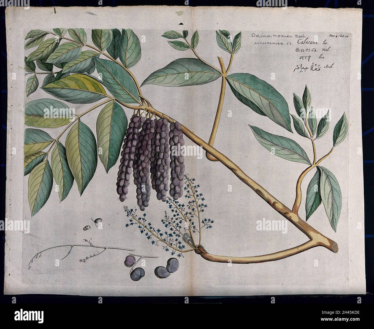 Lannea coromandelica (Houtt.) Merr.: branch with leaves, flowers and fruit and sections of inflorescence, fruit and seed. Coloured line engraving. Stock Photo