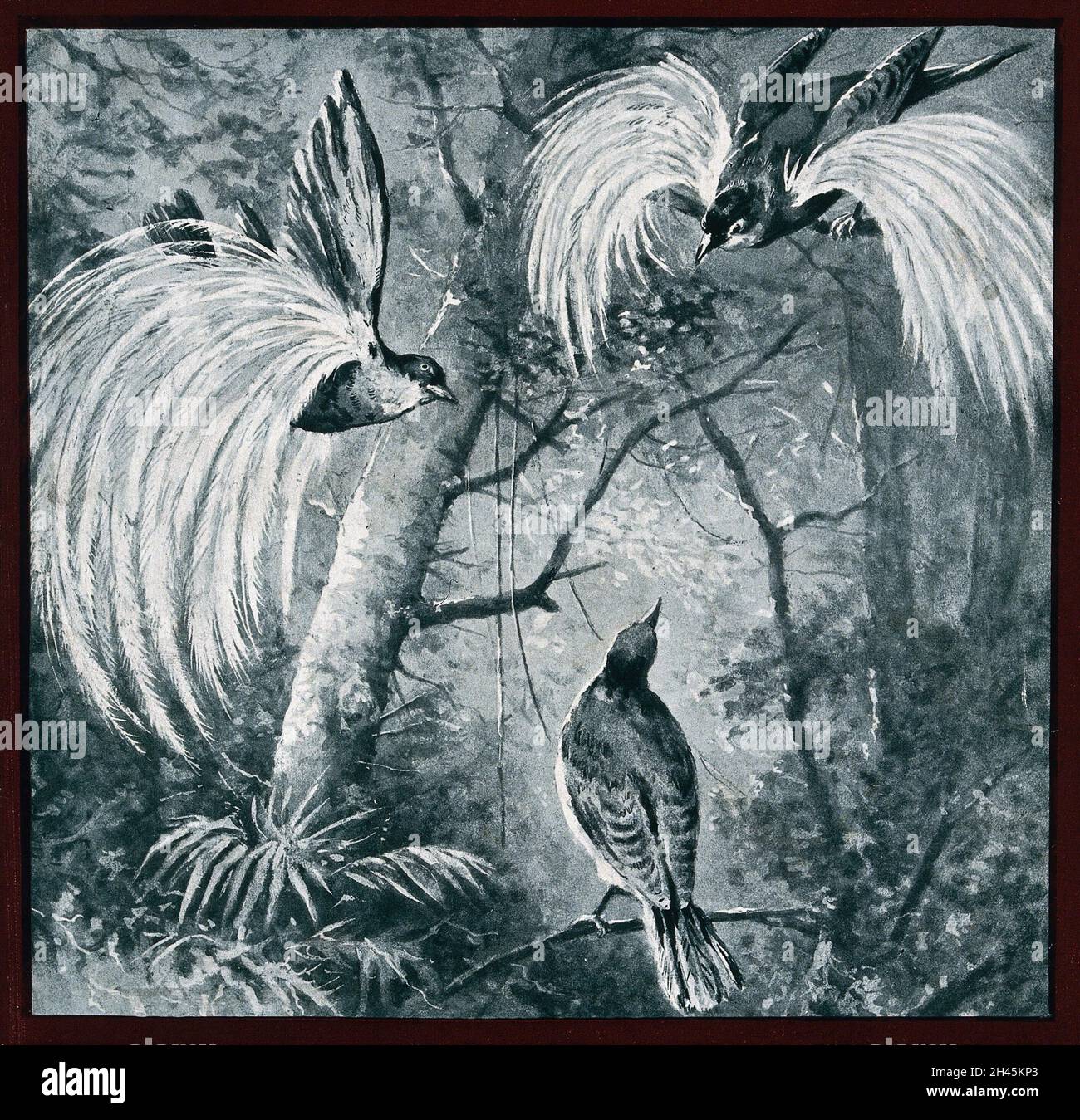 Two male great birds of paradaise (Paradisea apoda) displaying to a ...