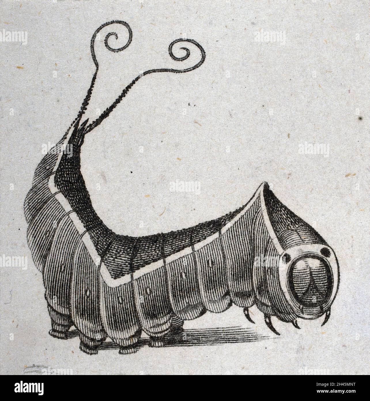 A caterpillar. Engraving. Stock Photo