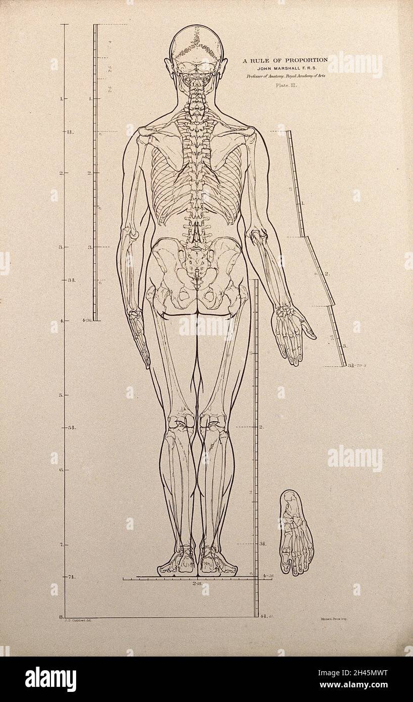 Human Figure Rear View Standing female figure, rear view, with scales of proportion ...