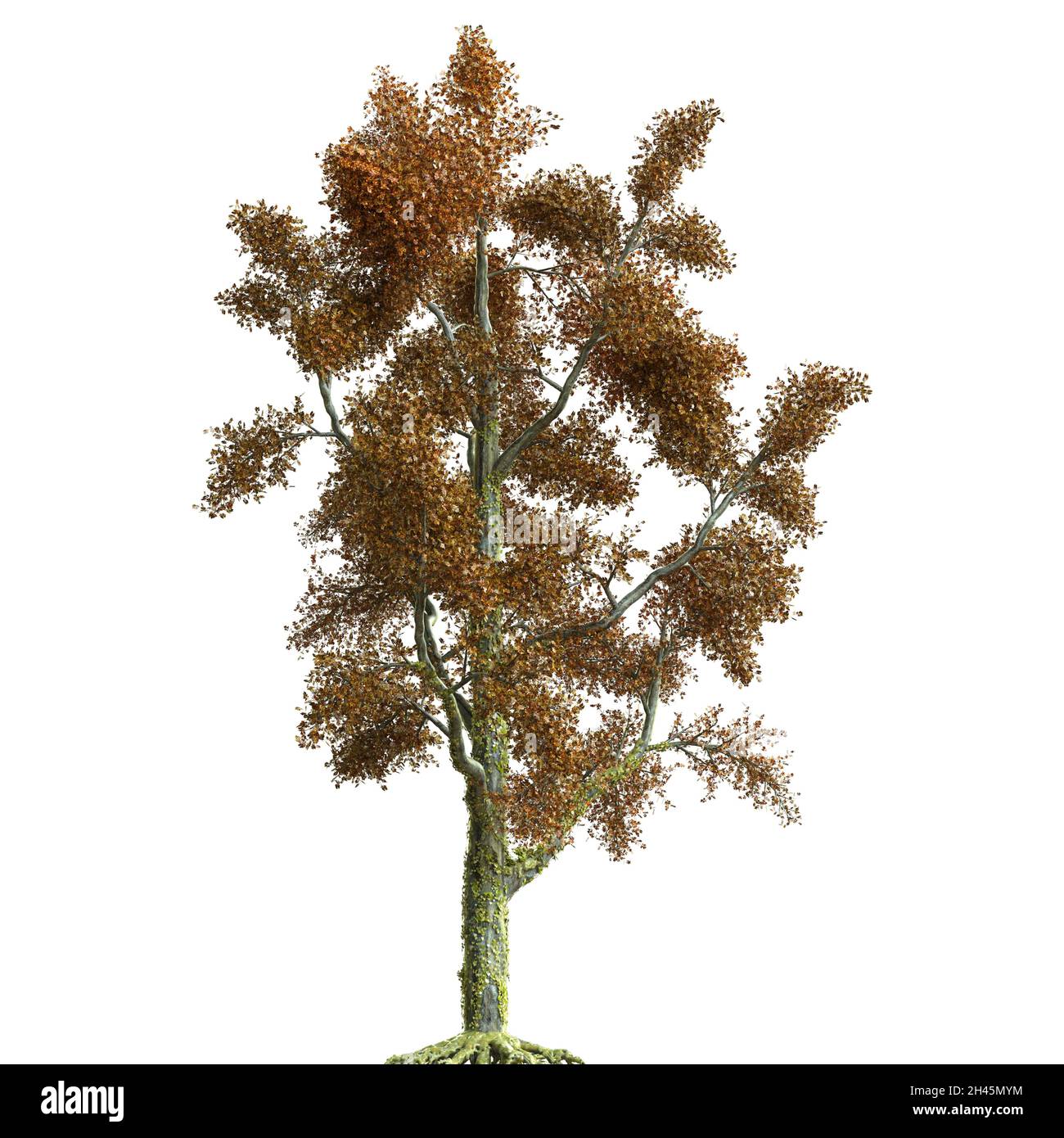 3D illustration autumn tree isolated on white background Stock Photo ...
