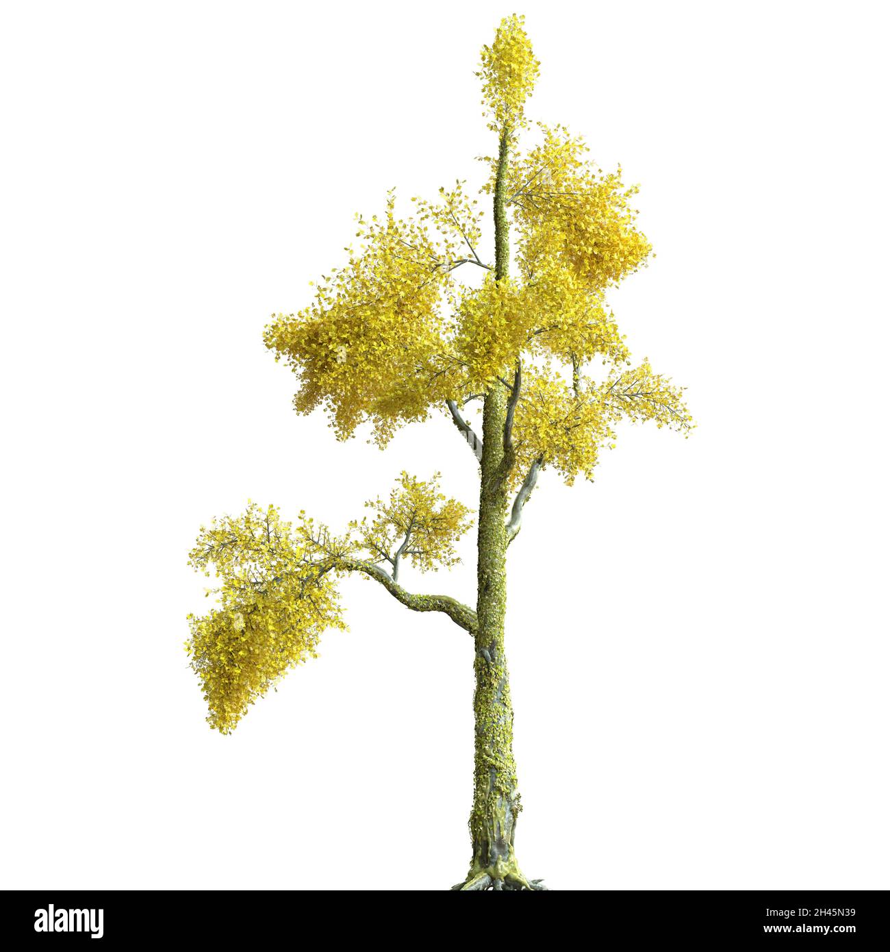 3D illustration autumn tree isolated on white background Stock Photo ...