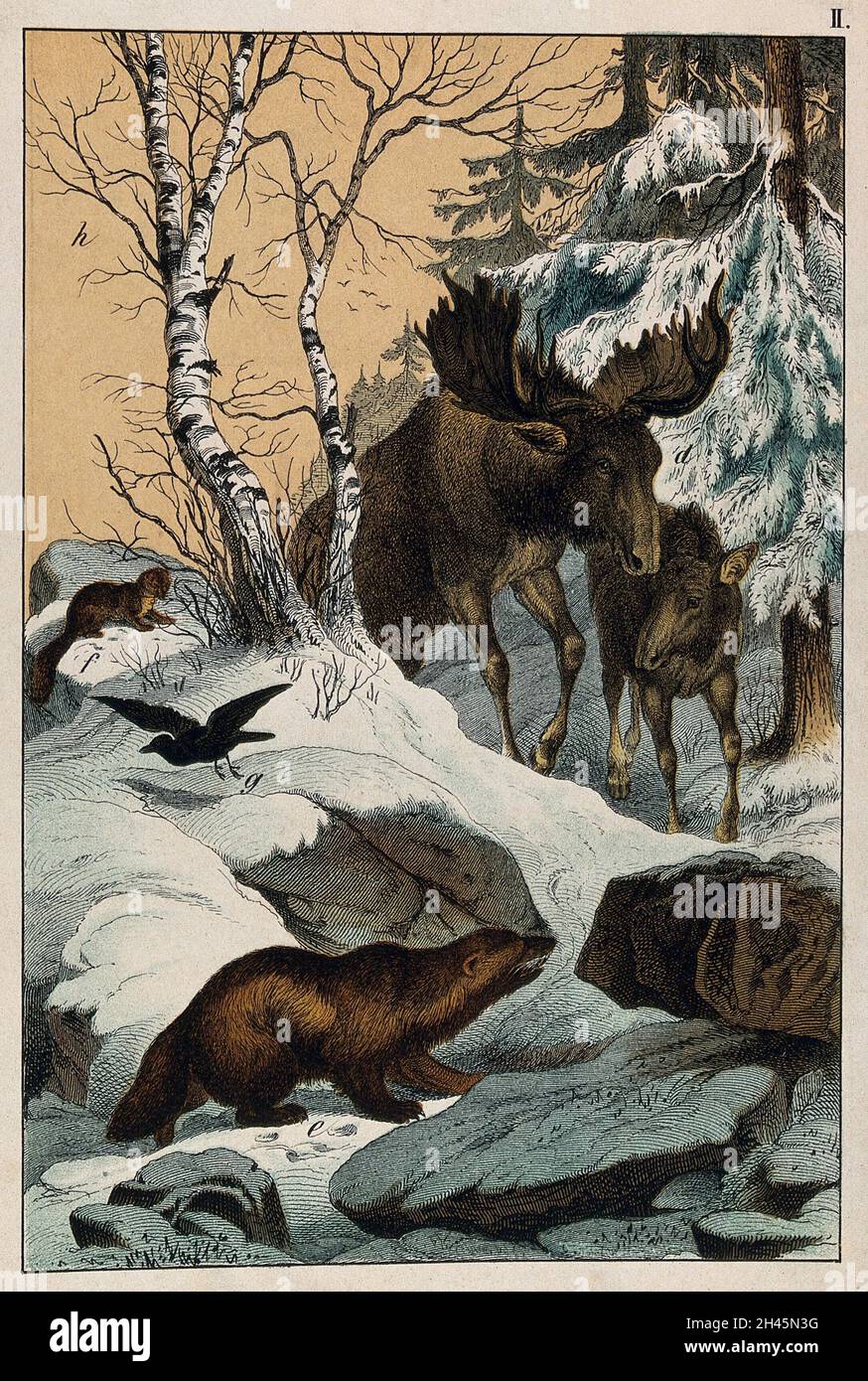 Two Wolverines An elk and its young walking through a snowy landscape, with two ...