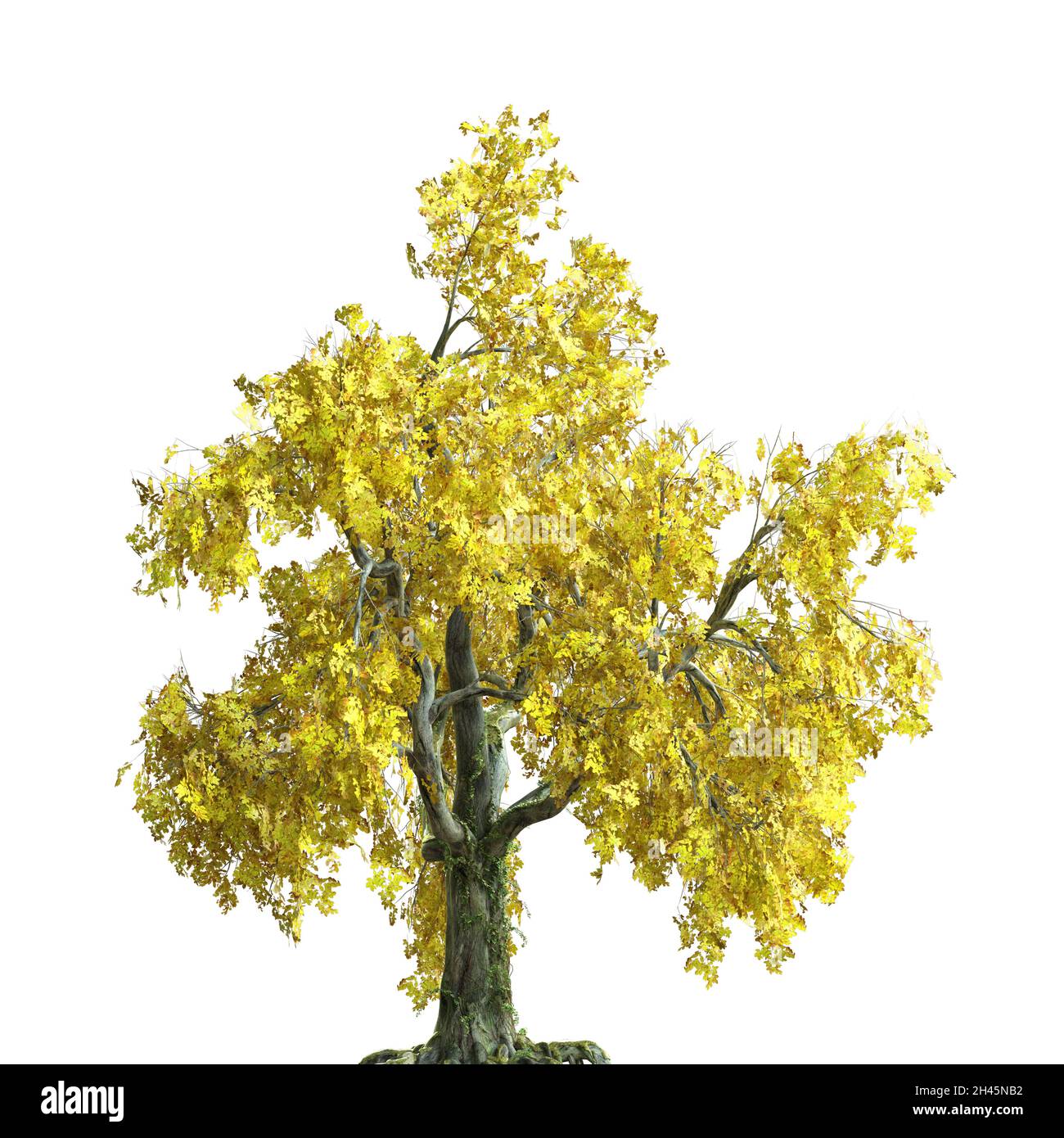 3D illustration autumn tree isolated on white background Stock Photo ...