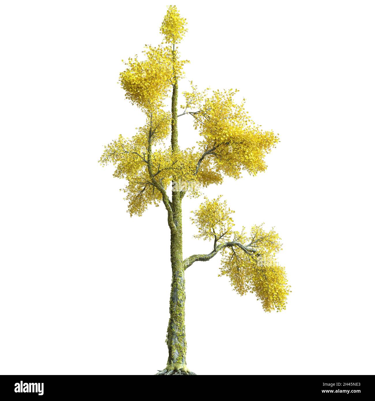 3D illustration autumn tree isolated on white background Stock Photo ...