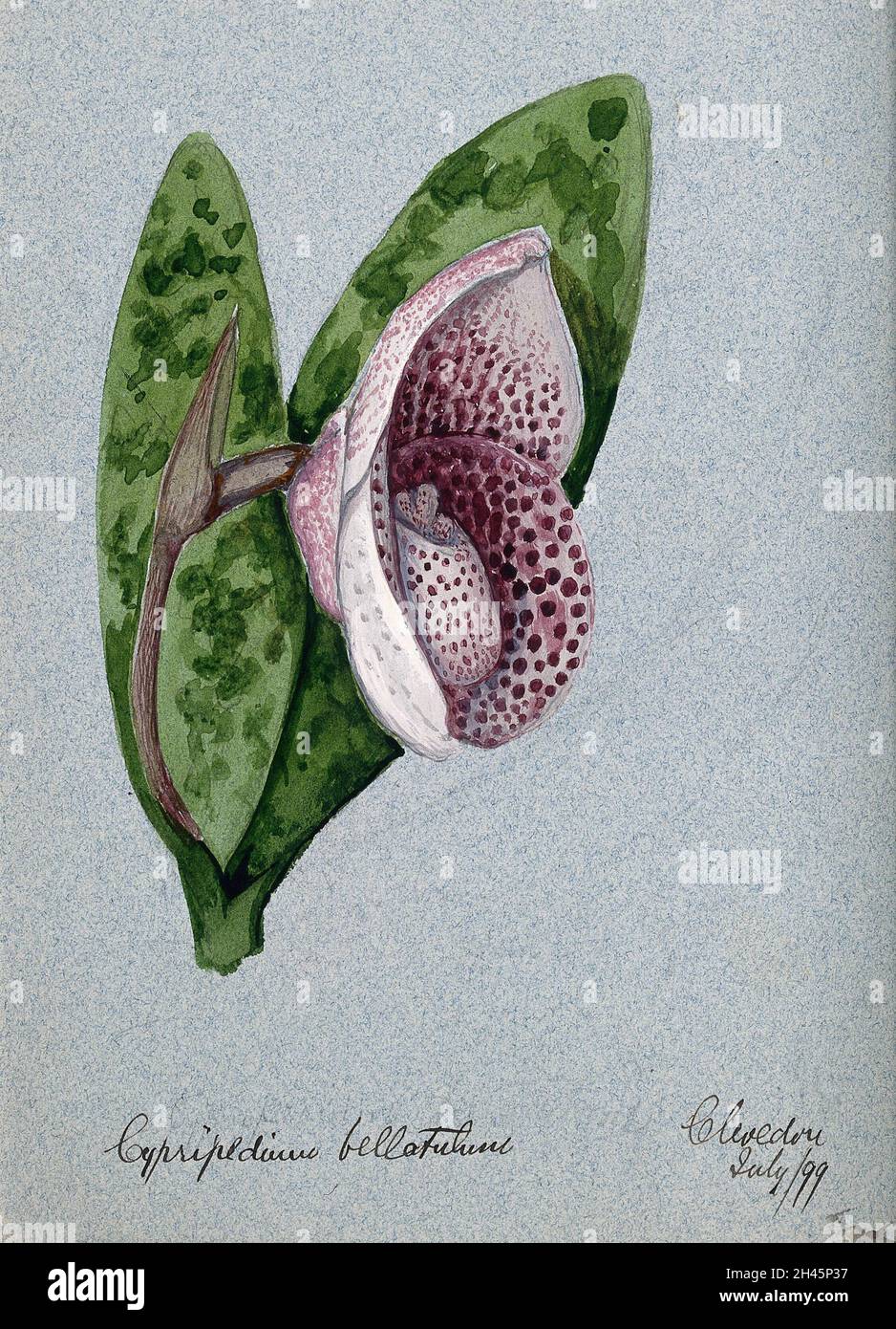 A lady's slipper orchid (Cypripedium bellatulum): flowering stem. Watercolour, 1899. Stock Photo