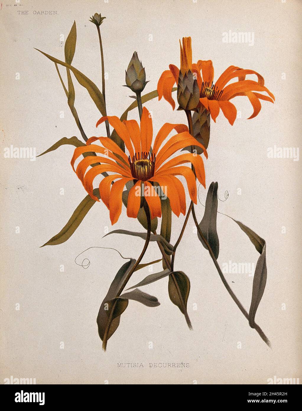 A plant (Mutisia decurrens): flowering stems. Chromolithograph, c. 1882, after H. Moon. Stock Photo