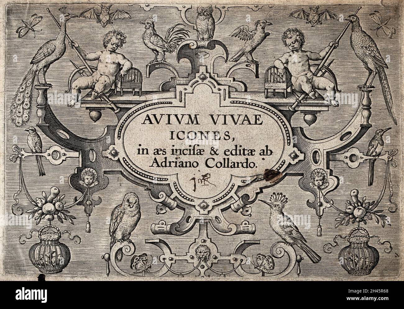 Title page to Avium vivae icones adorned with two cherubs and various ...