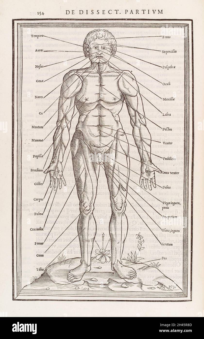 Anatomical Figure Displaying The Latin Terms For Parts Of The Body anatomical-figure-displaying-the-latin-terms-for-parts-of-the-body