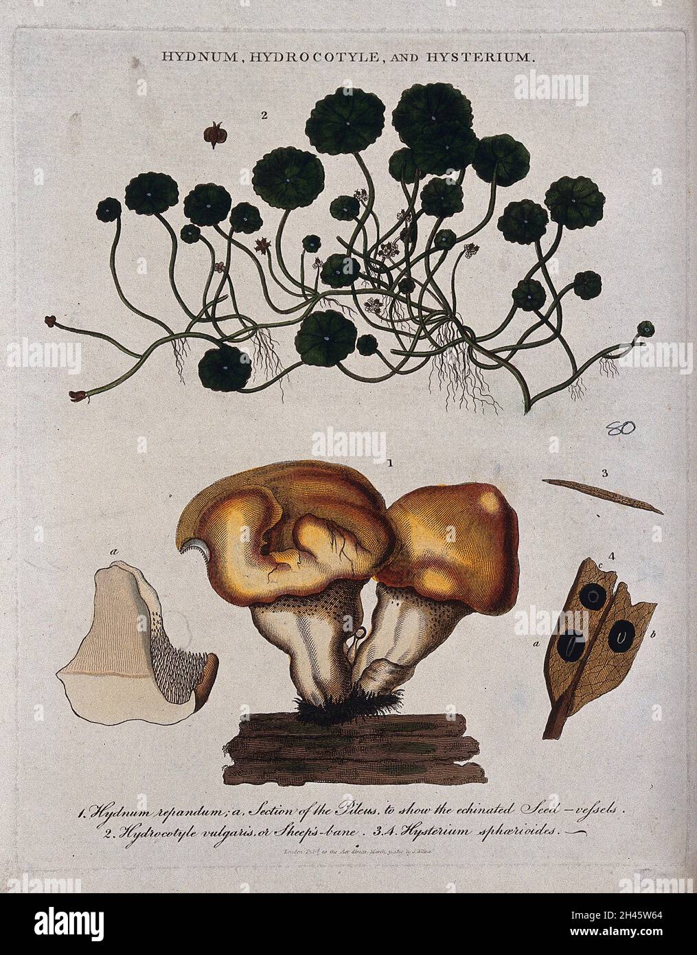 Wood hedgehog fungus (Hydnum repandum), pennywort plant (Hydrocotyle species) and a sac fungus (Hysterium sphaerioides). Coloured etching by J. Pass, c. 1810. Stock Photo