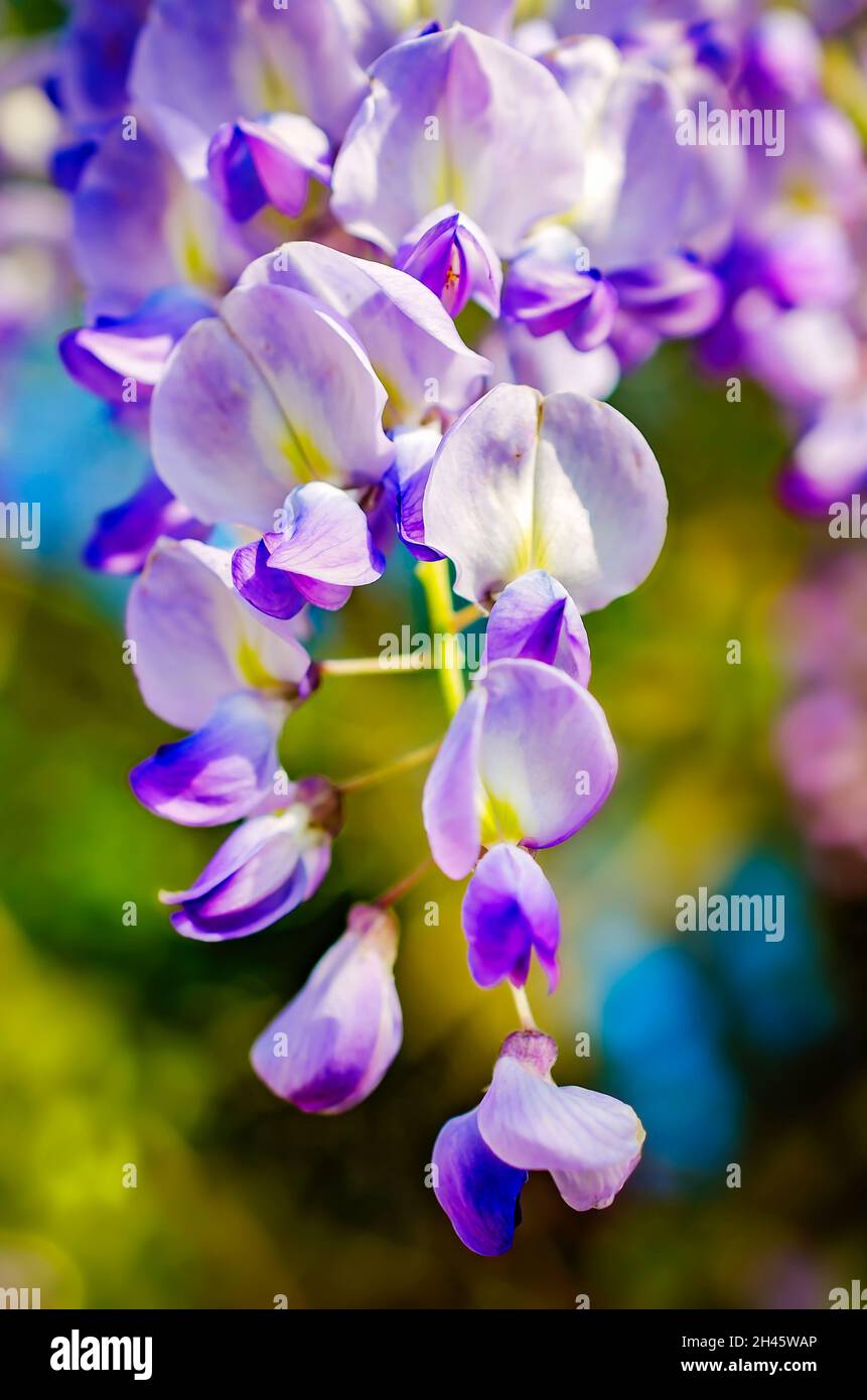 Chinese wisteria is pictured, April 1, 2014, in Bayou La Batre, Alabama. Wisteria is a woody, twining vine native to China. Stock Photo