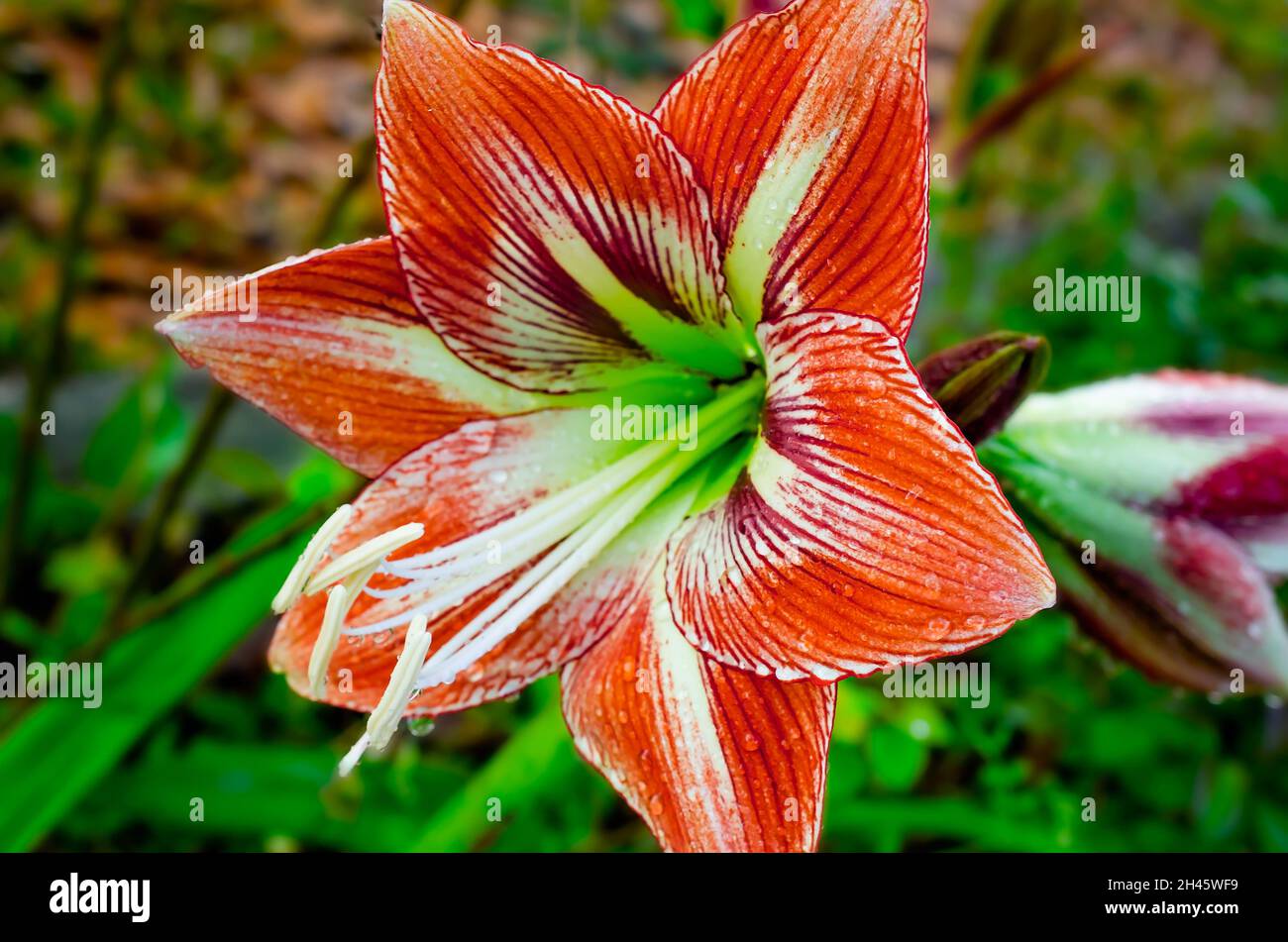 Hippeastrum Amaryllis Barbados Red & White Winter Indoor Perennial Flower Bulb