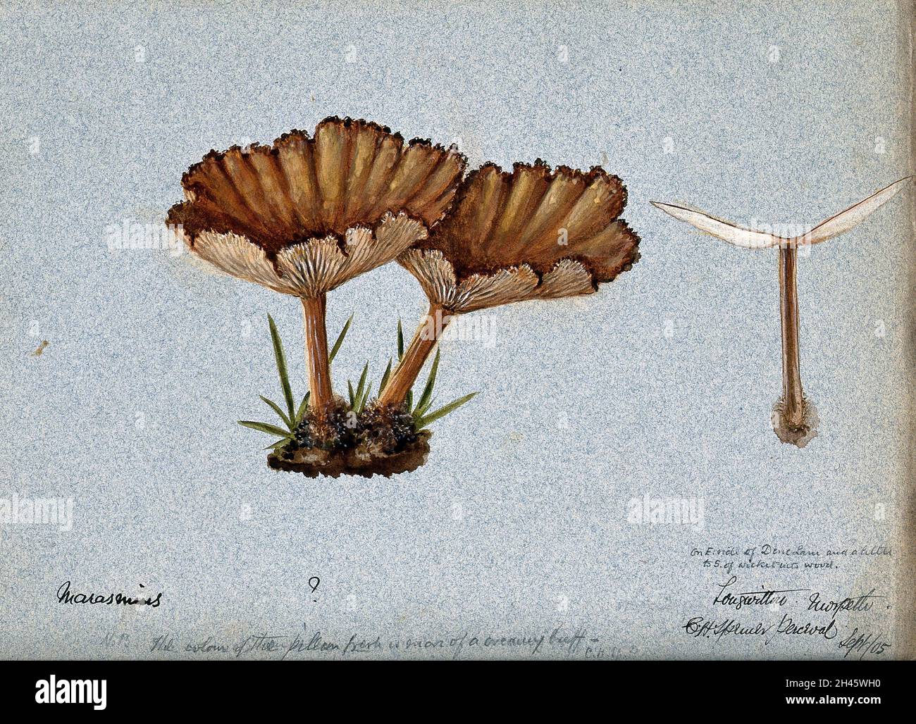 A fungus (Marasmius species?): three fruiting bodies, one sectioned. Watercolour by C. H. Spencer Perceval, 1905. Stock Photo