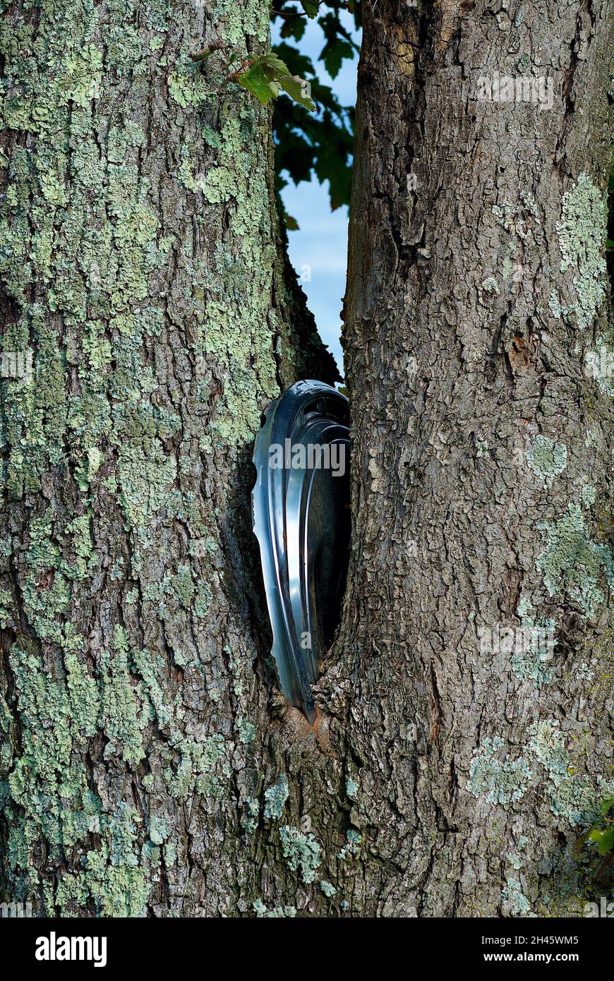 An old car tire's metal hubcap is embedded in the fork of a mature tree that grew up around it. Stock Photo