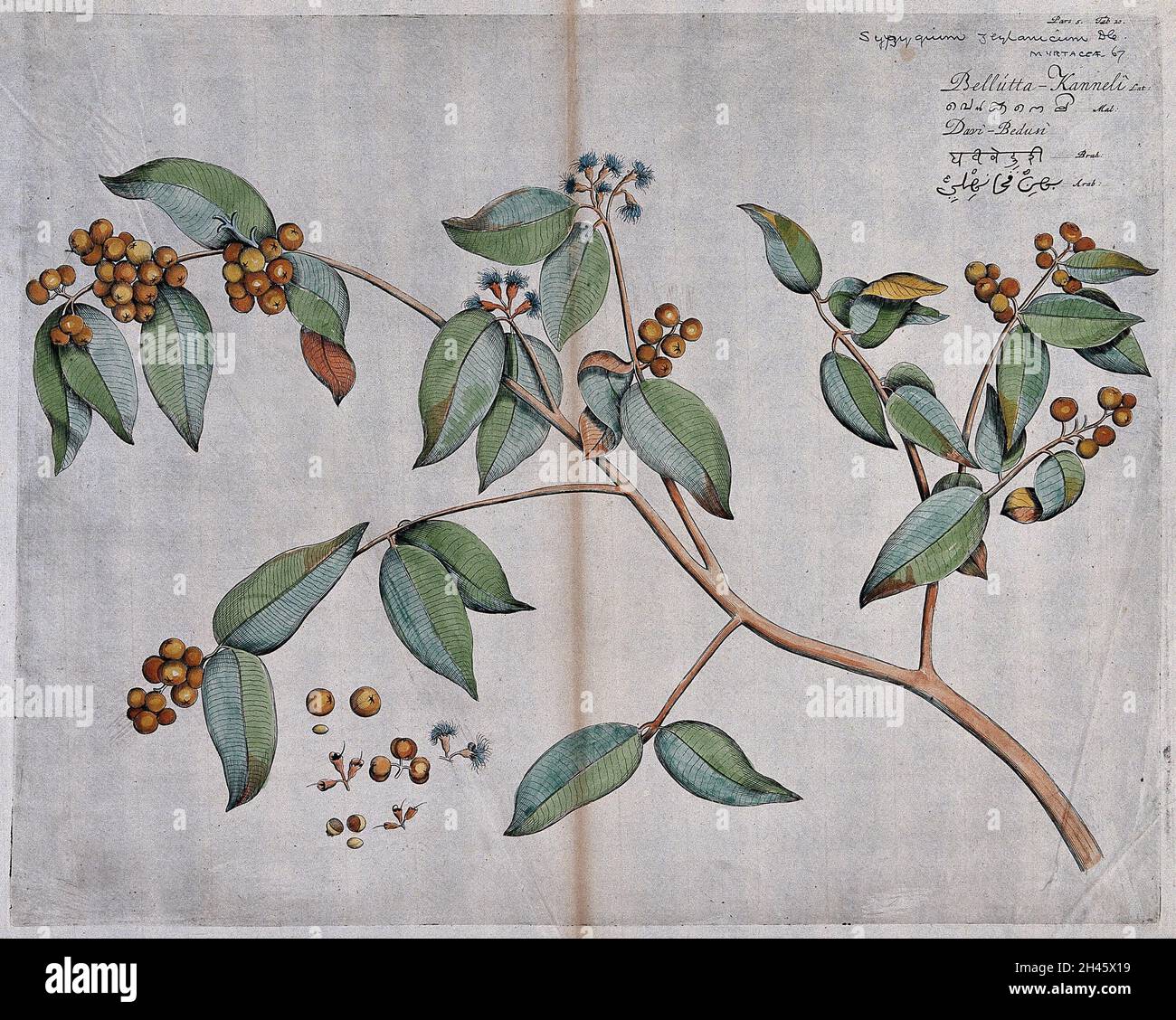 A plant related to the clove tree (Eugenia species): flowering and fruiting stem and separate flowers, fruit and seed. Coloured line engraving. Stock Photo