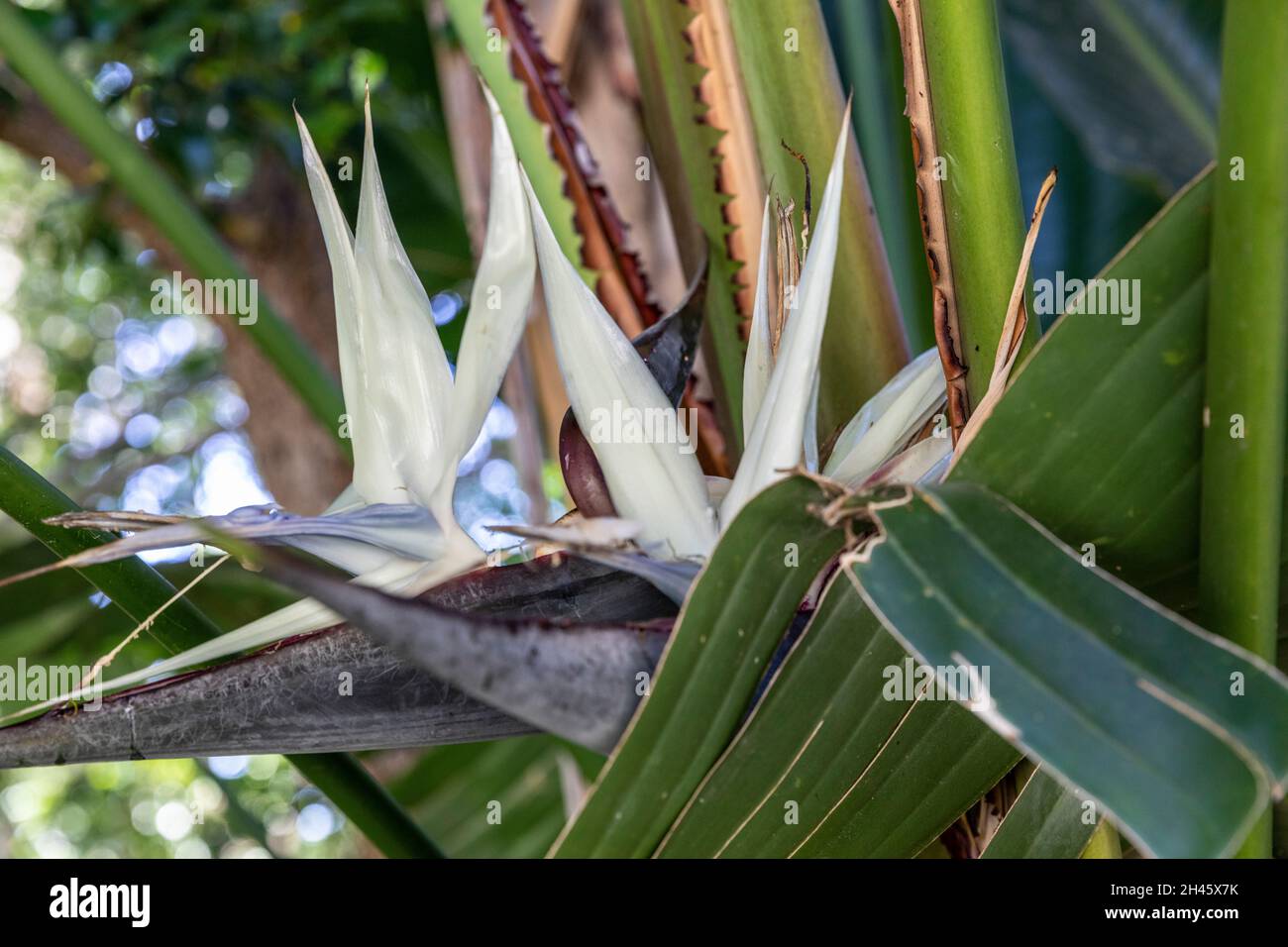 Giant Bird of Paradise or wild banana plant, strelitzia nicolai, in a
