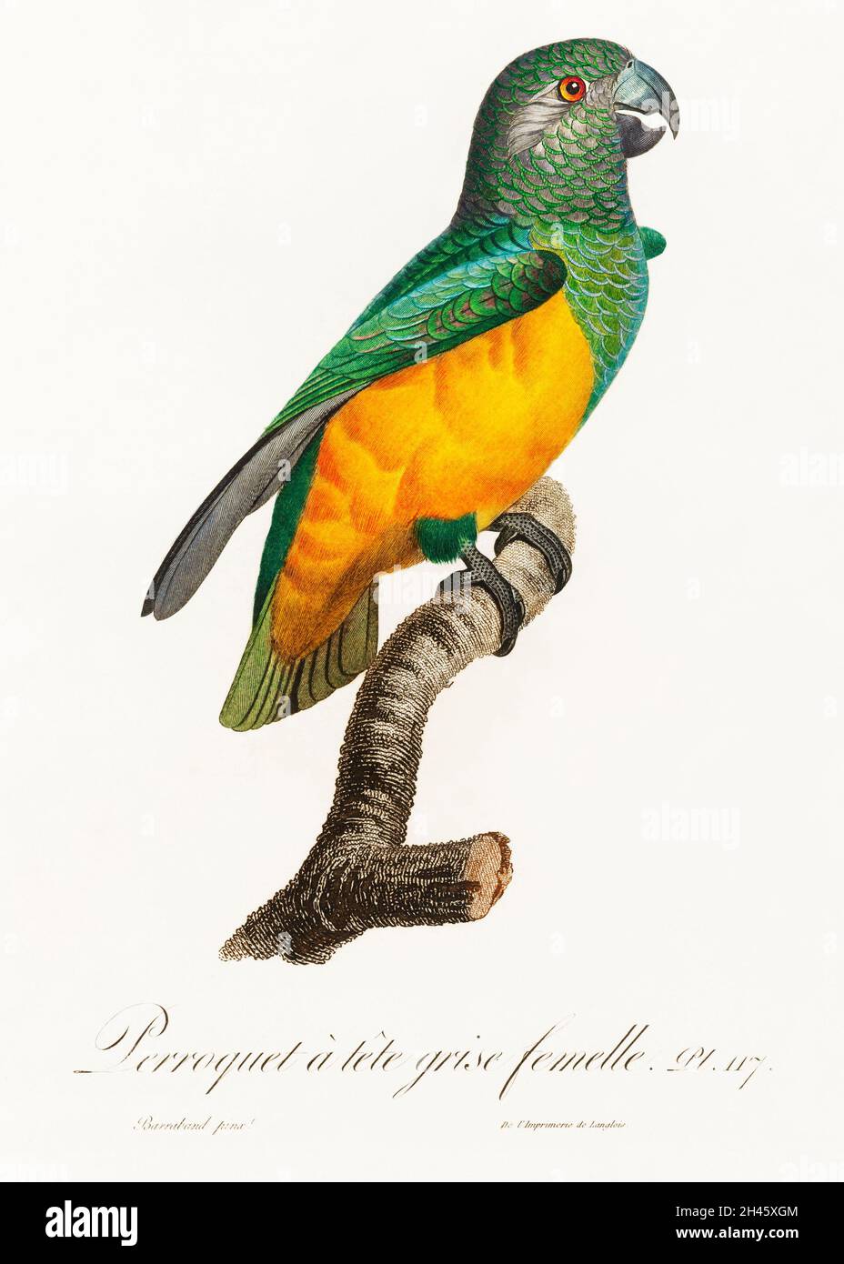 Senegal Parrot from Natural History of Parrots (1801—1805) by Francois