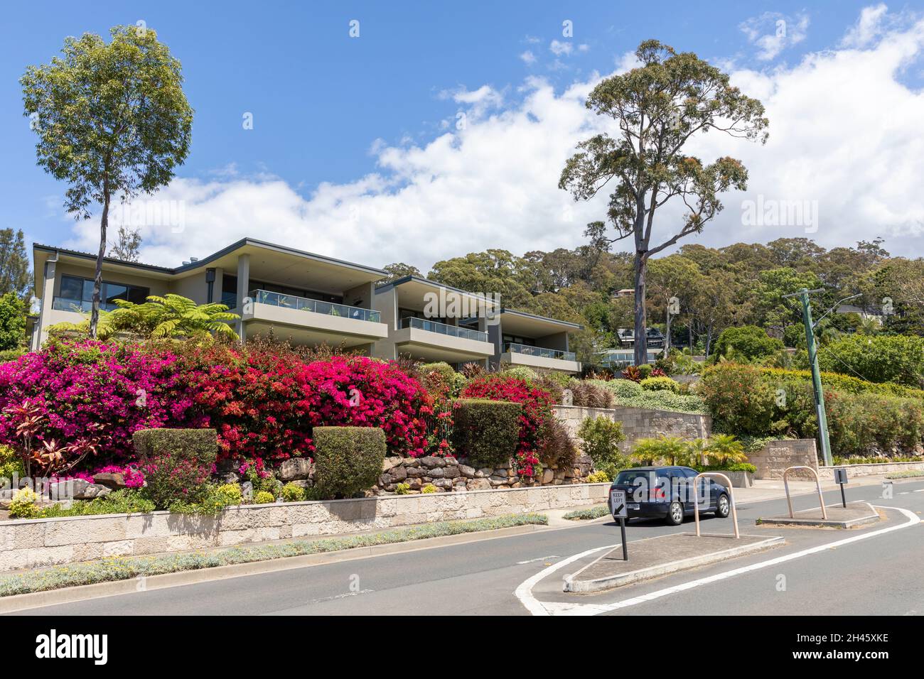 Bougainvillea hedge hires stock photography and images Alamy