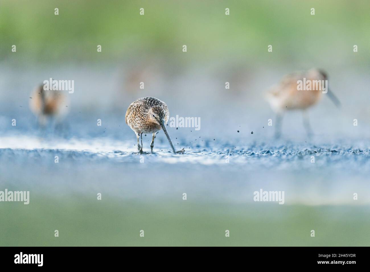 Short-billed Dowitcher splashing a mud with its long bill as it walks across the mudflats in search for food New Jersey, USA Stock Photo