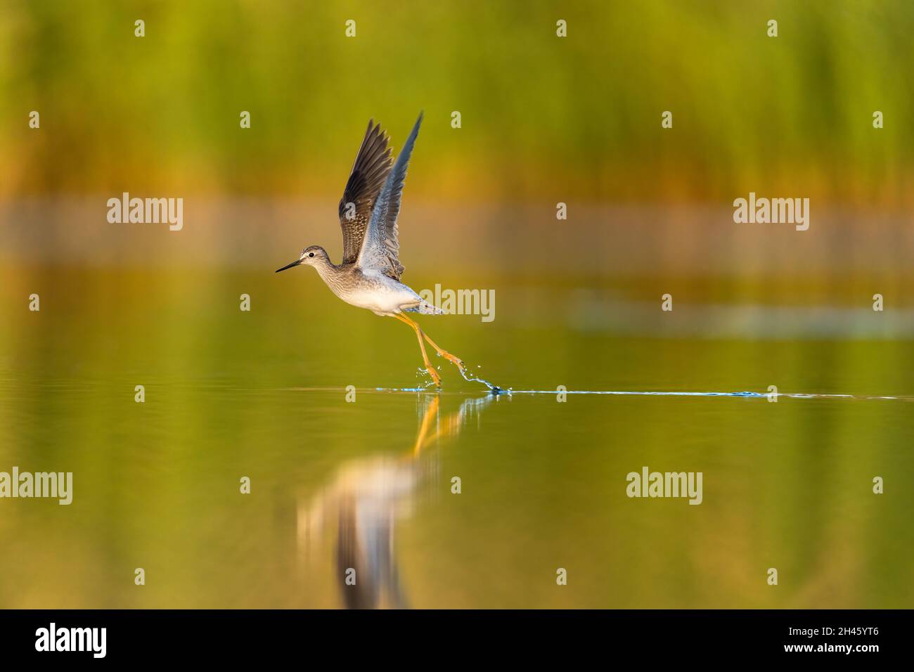 Lesser Yellowlegs raising its wings and draging its feet as it is taking off Jamaica Bay Wildlife Refuge, Gateway National Recreation Area, Queens, NY Stock Photo