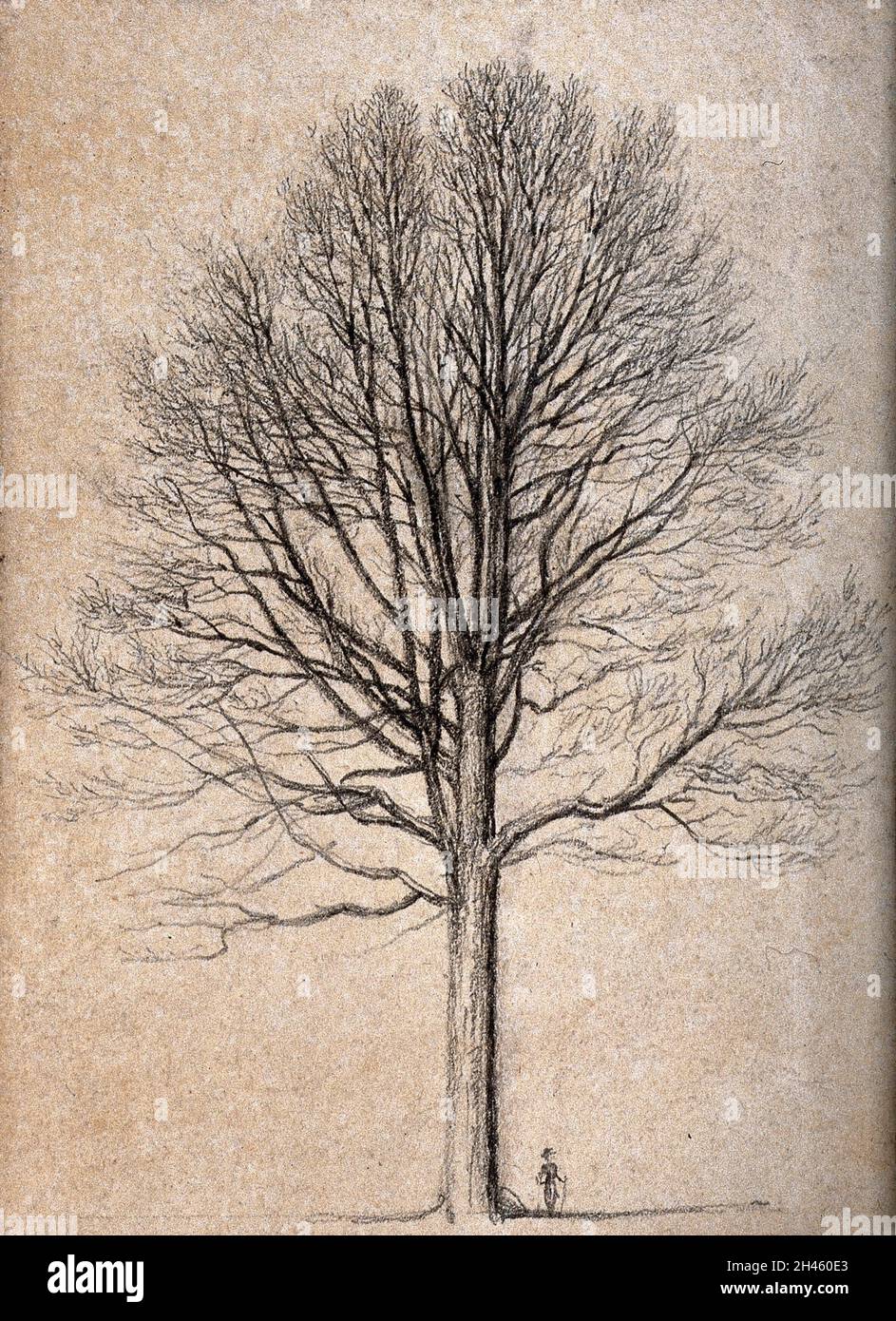 Outline of a tall tree, dwarfing figure at its base. Pencil drawing