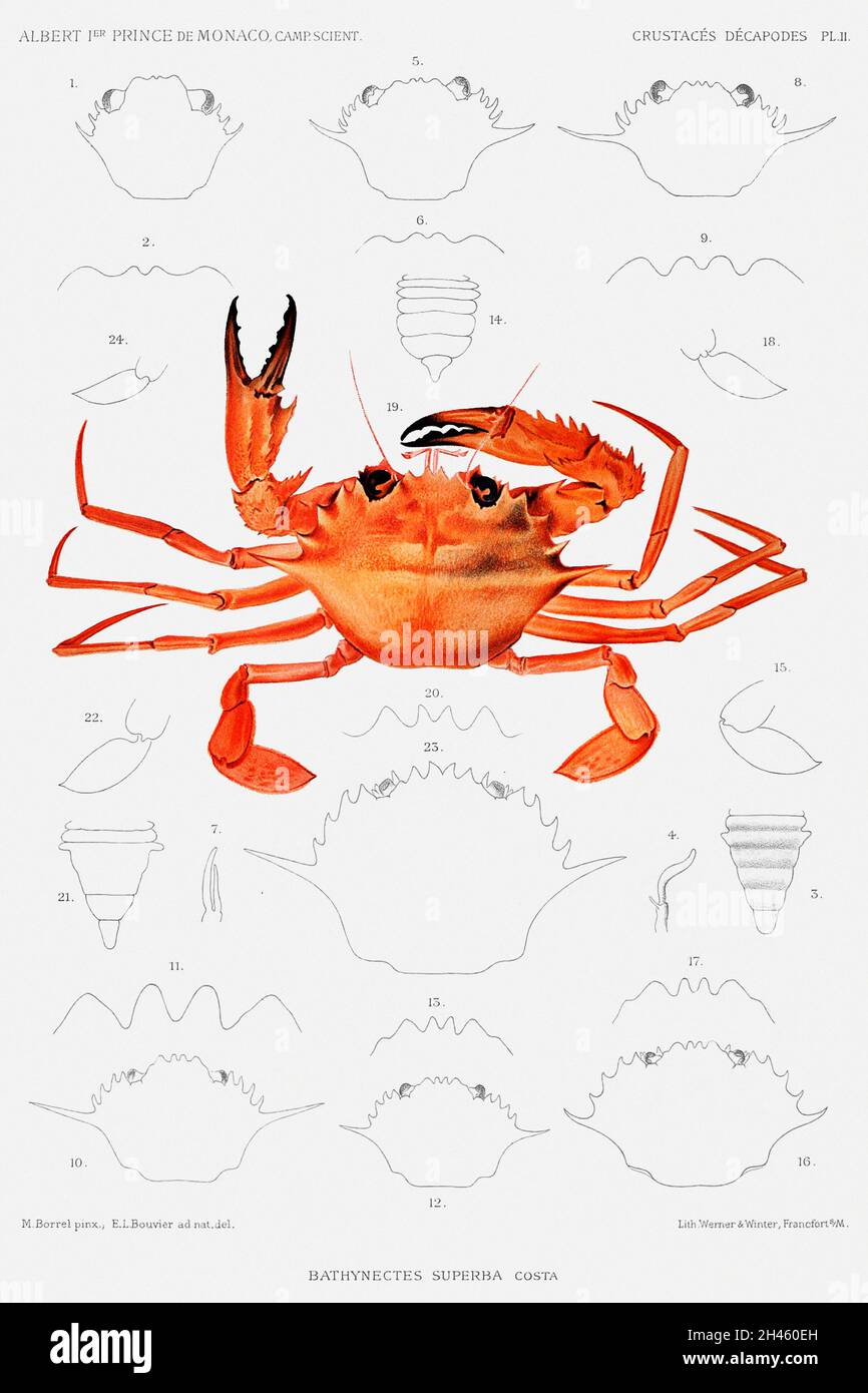 West African Brachyuran crab, Bathynectes piperitus vintage illustration from Résultats des Campagnes Scientifiques by Albert I, Prince of Monaco (184 Stock Photo