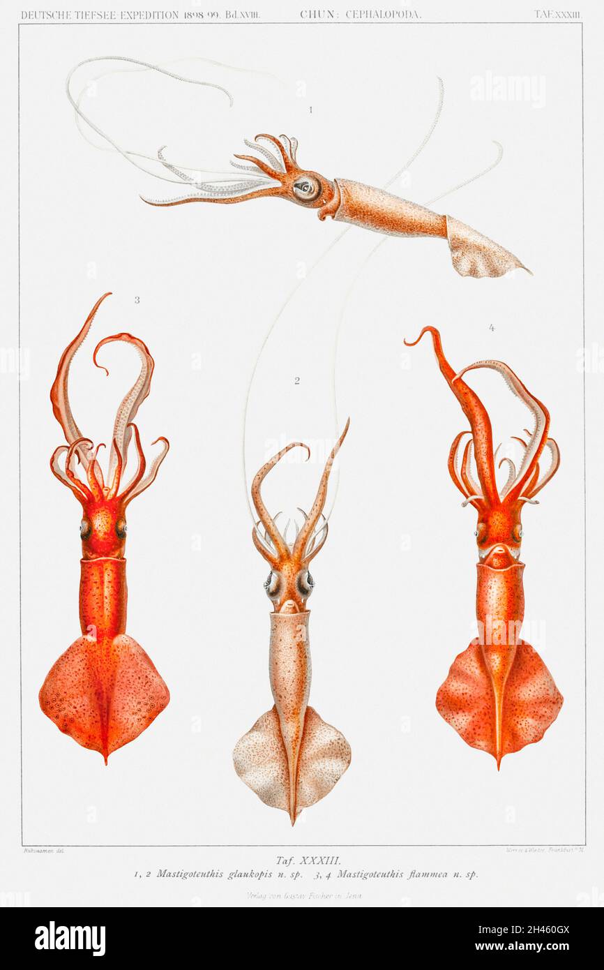 Whiplash squid illustration from Deutschen Tiefsee-Expedition (German Deep Sea Expedition) (1898–1899) by Carl Chun. Original from Biodiversity Herita Stock Photo