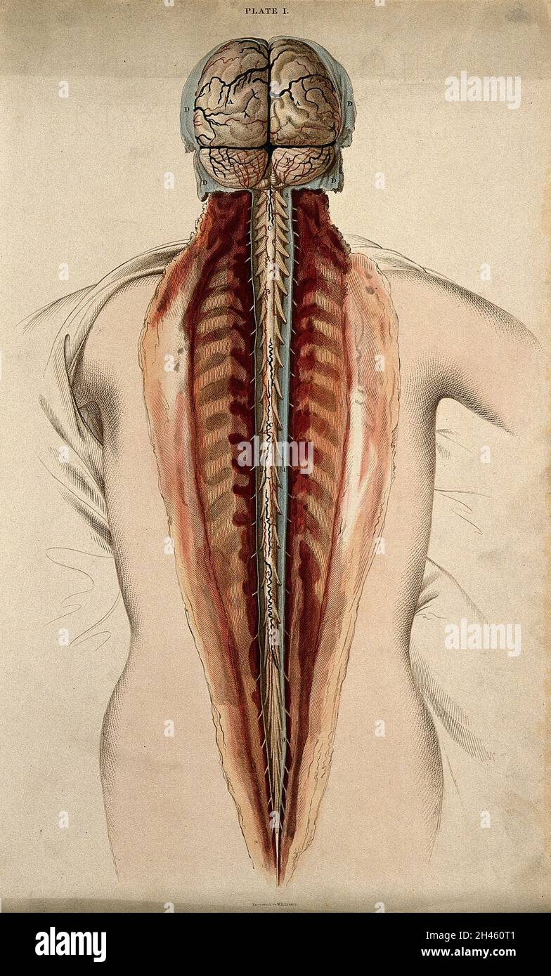 Brain and spinal cord: dissection, back view. Coloured line engraving ...