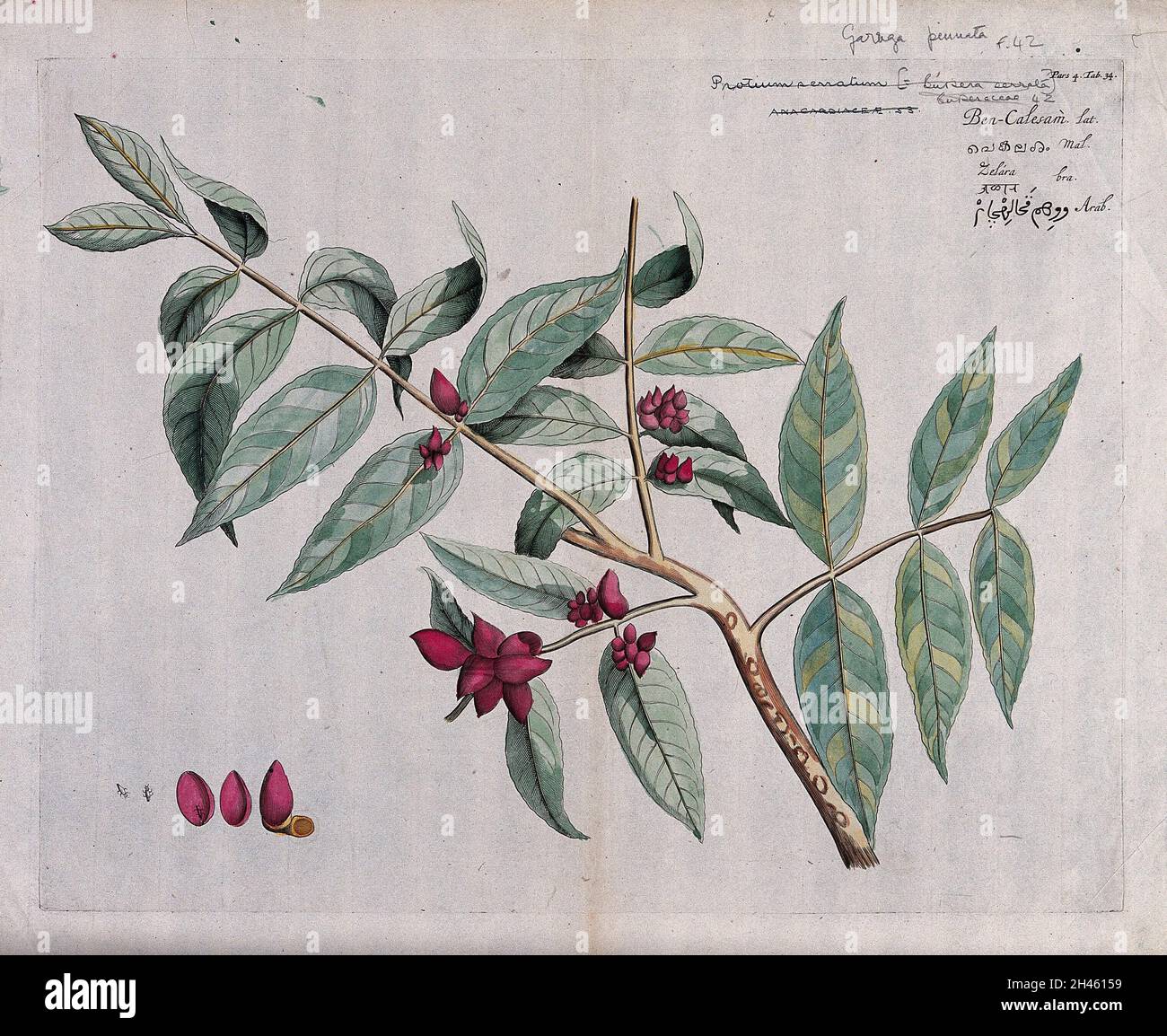 Protium serratum: fruiting branch, sections of fruit and conspicuous insect. Coloured line engraving. Stock Photo