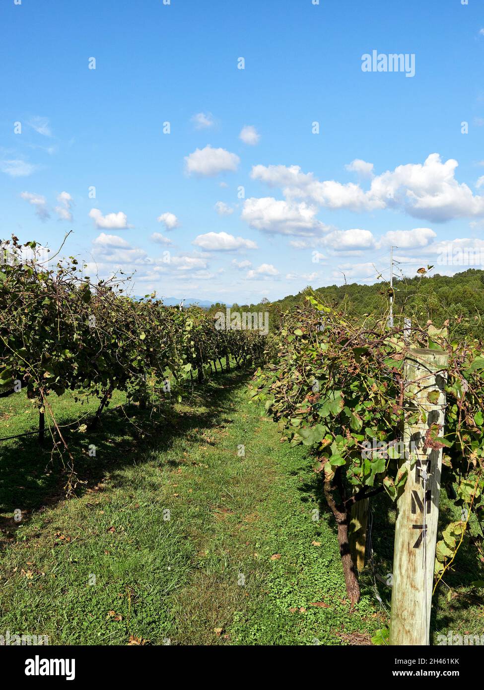 Vineyards of Engelheim Vineyard or winery in Ellijay Georgia, USA. Stock Photo