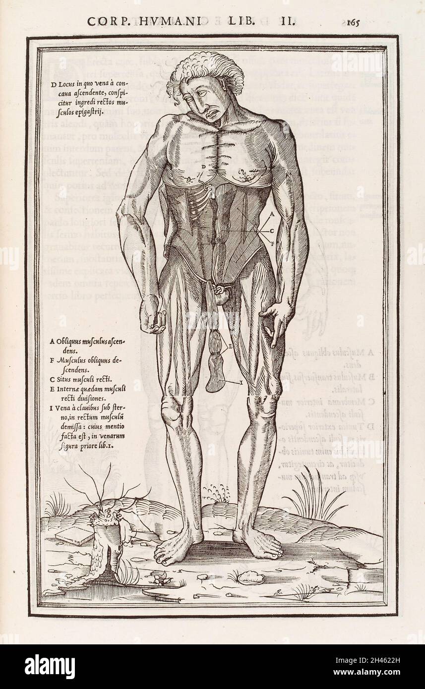 Anatomical figure displaying the muscles of the torso Stock Photo