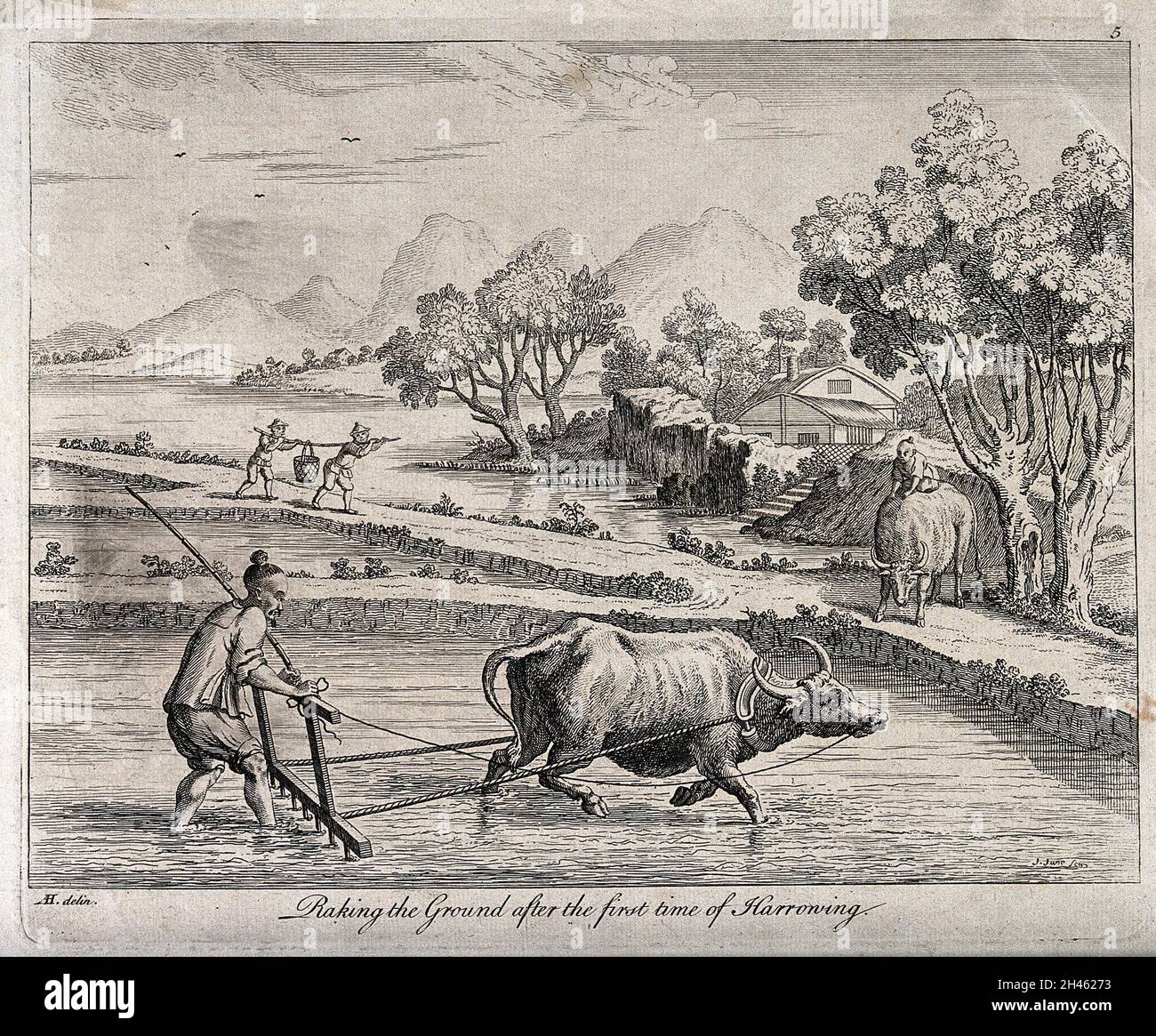Agriculture raking rice paddies in China with an oxdrawn plough