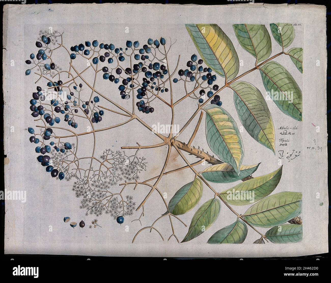 A plant (Zanthoxylum rhetsea) related to knobthorn: branch with flowers and fruit, separate flowers and fruit and sectioned fruit. Coloured line engraving. Stock Photo