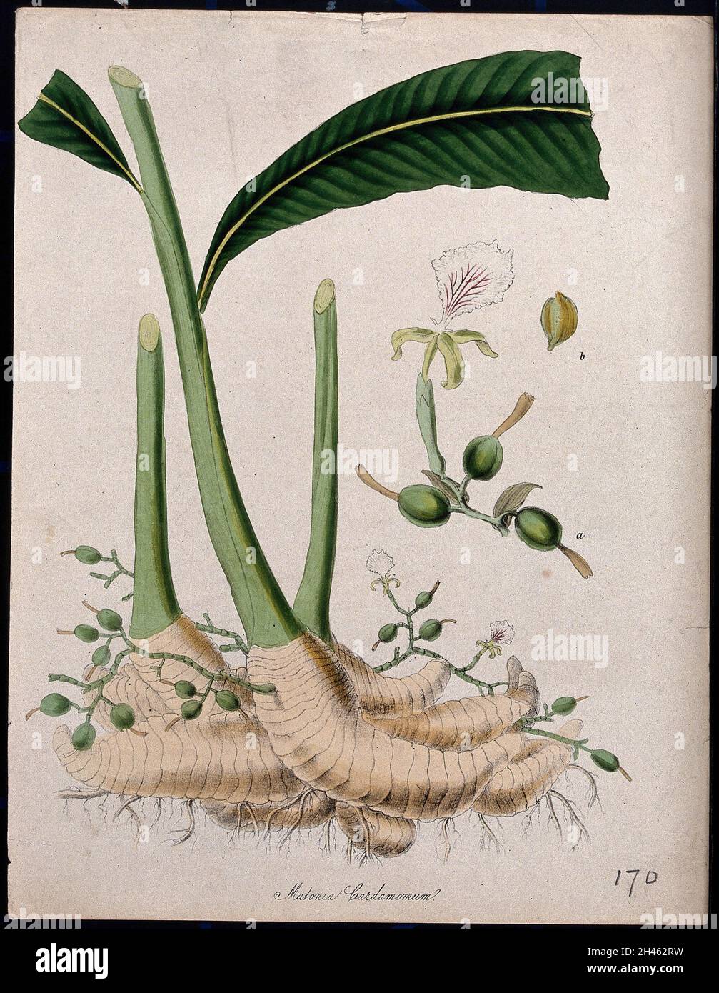 Cardamom plant (Elettaria cardamomum): rootstock sprouting leafy and flowering stems, and separate flower. Coloured lithograph after M. A. Burnett, c. 1847. Stock Photo