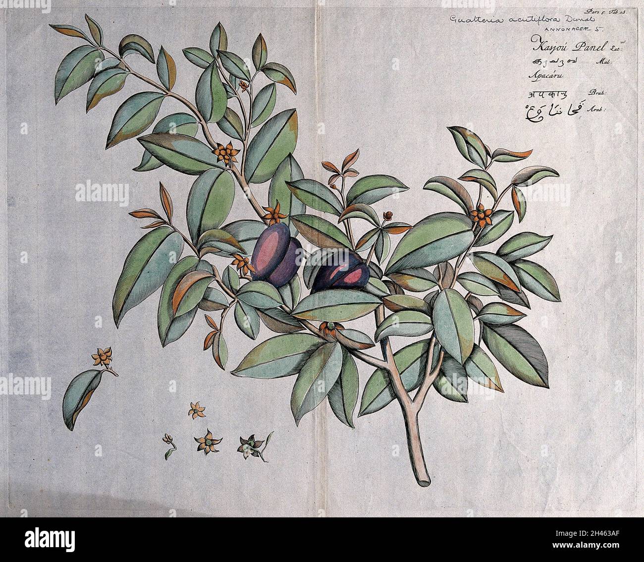 Guatteria acutiflora Dunal: branch with flowers and fruit and separate flowers, some with subtending leaf. Coloured line engraving. Stock Photo