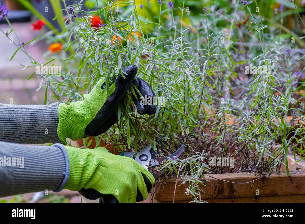 Gardener's hands in gloves with garden shears. Pruning lavender in the fall. Stock Photo