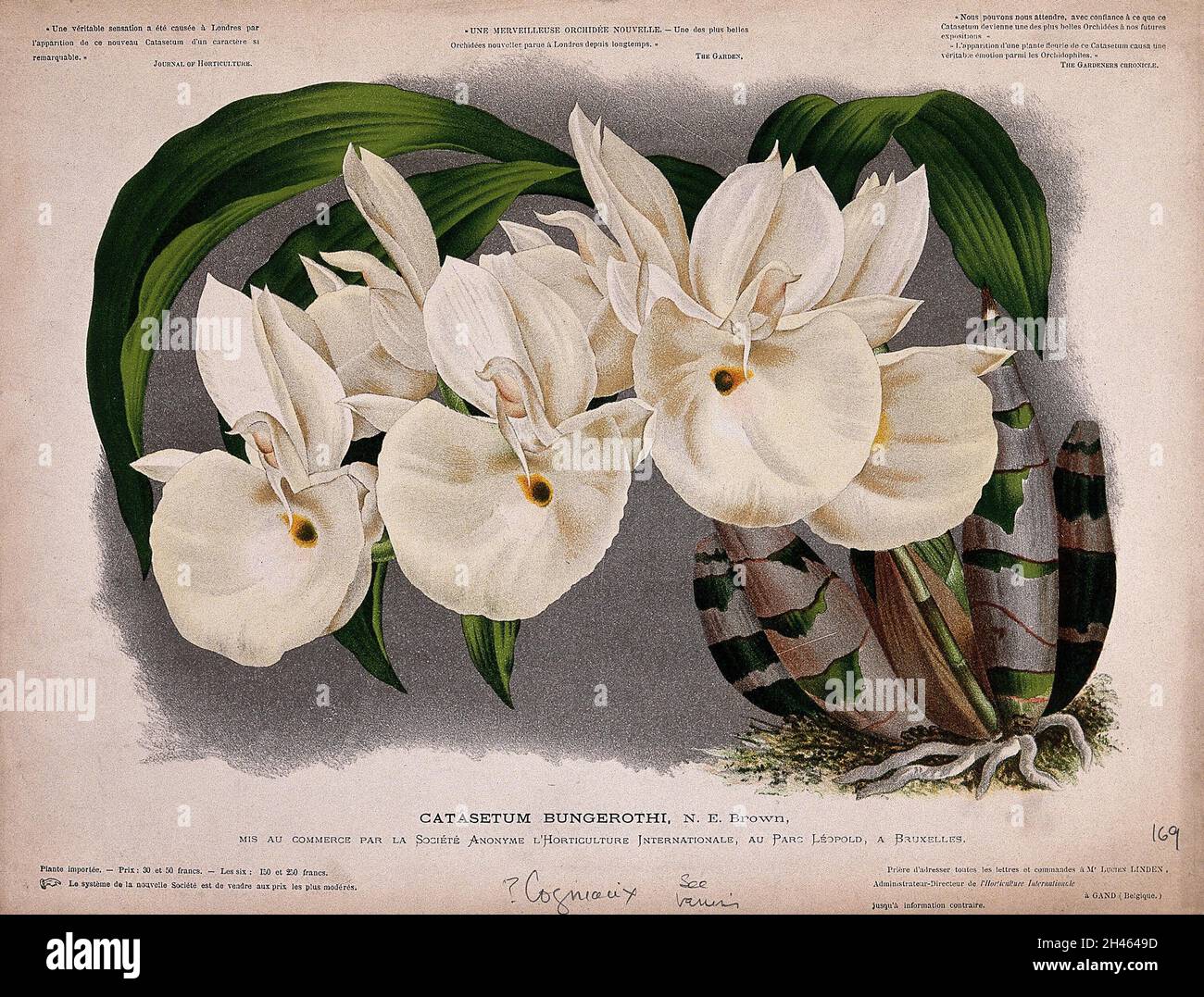 An orchid (Catasetum bungerothi N.E.Brown): flowering plant. Chromolithograph. Stock Photo