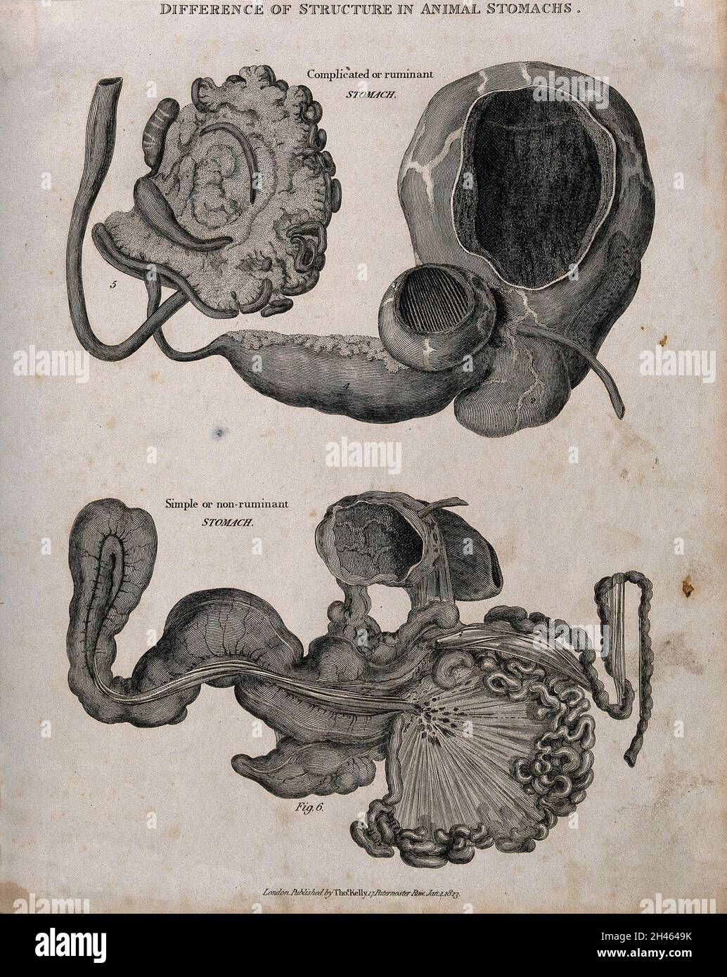 Dissections of two animal stomachs one ruminant, the other non