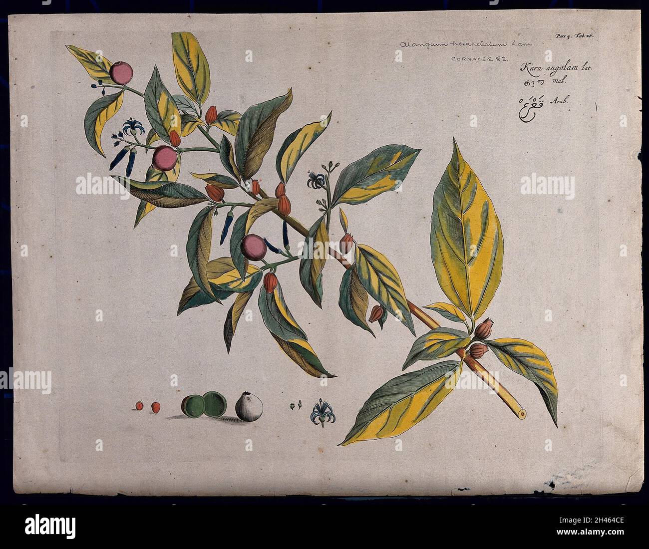 Alangium salvifolium var. hexapetalum Wang.: branch with leaves, flowers and fruit and sections of flower, fruit, seed and ovary. Coloured line engraving. Stock Photo